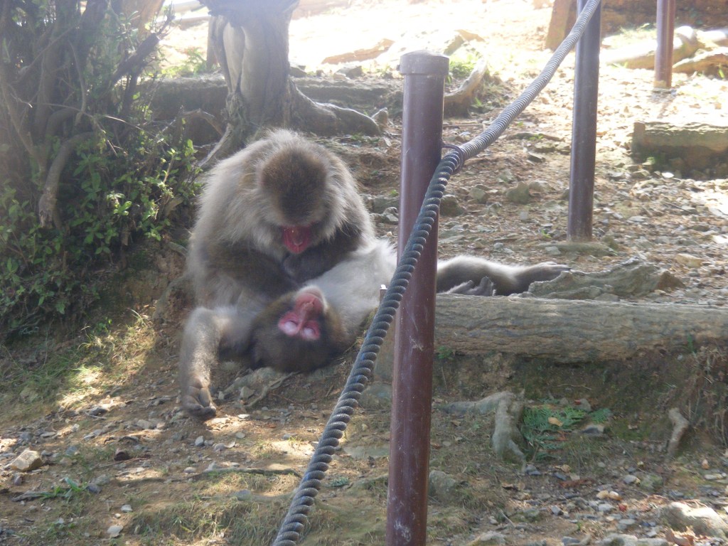 Iwatayama monkey park