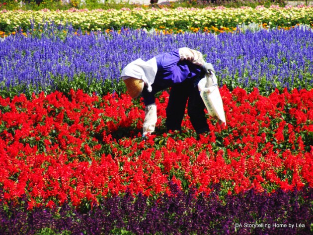Flower fields in Nakafurano, Farm Tomita, Hokkaido, Japan