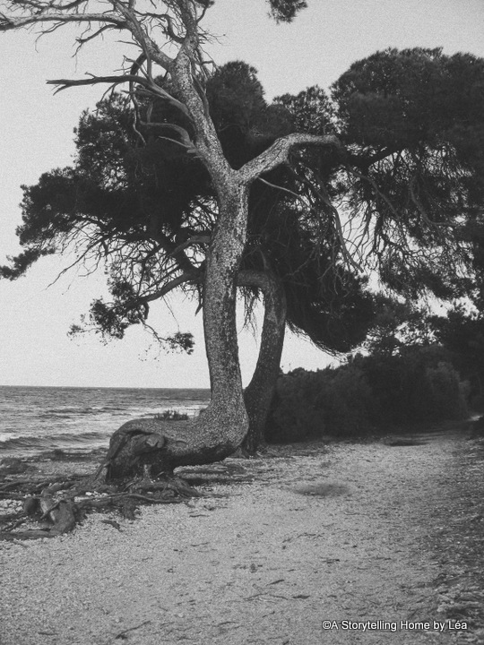 The wild beauty of Ile Sainte-Marguerite, near Cannes in the South of France