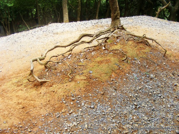 Tree roots at Iwatayama Monkey park, Kyoto, Japan
