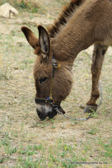 A donkey snacking on some dry grass