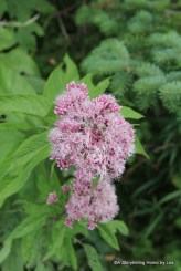 Flowers at Mount Orford